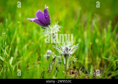 Blüht inmitten von üppigem Grün, einem leuchtend violetten Traumgras oder Pulsatílla patens oder Anemone patens steht als erste Blüte, die frühe Schönheit der Natur. Stockfoto