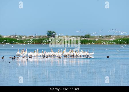 Pelikanschwärme, die mitten in einem See auf einer Sandbank stehen, umgeben von Enten, während viele martins in einem ukrainischen Reservat über dem See fliegen. Stockfoto