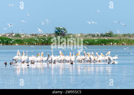 Pelikanschwärme, die mitten in einem See auf einer Sandbank stehen, umgeben von Enten, während viele martins in einem ukrainischen Reservat über dem See fliegen. Stockfoto