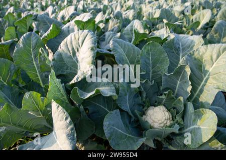 Frischer Blumenkohl das rohe Gemüse wächst in organischem Boden im Garten. Ökologischer Anbau frischer Blumenkohlpflanzen Stockfoto