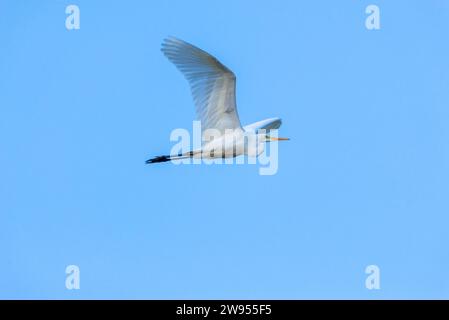 Nahaufnahme eines großen Weißen Egrets, der vor einem Hintergrund des blauen Himmels fliegt. Stockfoto