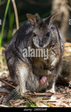 Wallaby-Mutter mit einem Baby joey in der Tasche in South Australia. Stockfoto