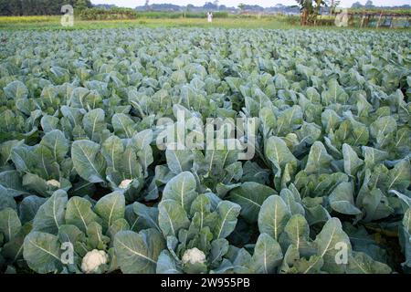 Frischer Blumenkohl das rohe Gemüse wächst in organischem Boden im Garten. Ökologischer Anbau frischer Blumenkohlpflanzen Stockfoto