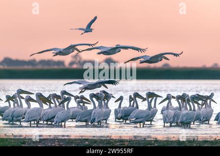 Pinkfarbene Pelikanschwärme, die während eines atemberaubenden Sonnenuntergangs in flachen Gewässern ruht und mehrere Pelikane fliegen. Stockfoto