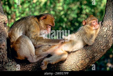 Berbermakaken Macaca sylvanus erwachsen, der einen Jungen in einem Baum pflegt Stockfoto