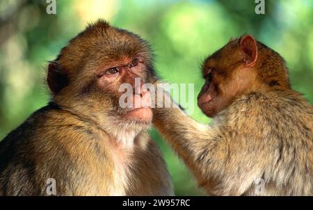 Berbermakaken Macaca sylvanus Junge, der einen Erwachsenen in einem Baum pflegt Stockfoto