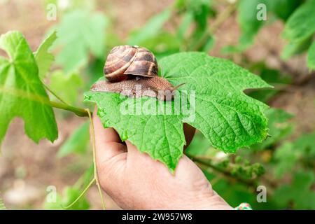 Eine Traubenschnecke kriecht entlang eines Traubenblattes auf einer Rebe. Gartenschädlinge. Stockfoto