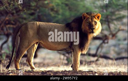 Schwarze Mähne Löwe Kalahari Südafrika Stockfoto
