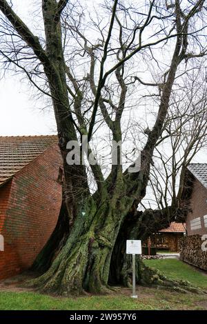 Geschützte alte Ulme in Petershagen-Bierde, bekannt als „Alte Ulme auf Langinge Hof“ Stockfoto