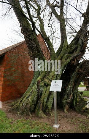 Geschützte alte Ulme in Petershagen-Bierde, bekannt als „Alte Ulme auf Langinge Hof“ Stockfoto