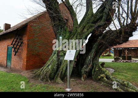 Geschützte alte Ulme in Petershagen-Bierde, bekannt als „Alte Ulme auf Langinge Hof“ Stockfoto