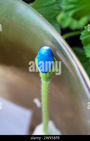 Keimung von Samen zu Hause. Kürbissamen keimen in Toilettenpapier in einem Behälter auf dem Fensterteil der Serie Stockfoto