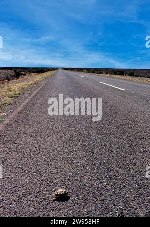 Zelt Schildkröte Psammobates tentorius Kreuzung Straße in Karoo East Cape Südafrika Stockfoto