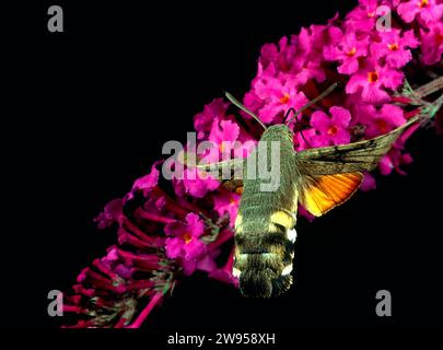 Kolibri Hawkmoth Macroglossum stellatarum fliegt über Buddleia-Blüten und Fütterung über Proboscis Stockfoto