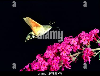 Kolibri Hawkmoth Macroglossum stellatarum am Flügel und Fütterung von Buddleia-Blüten Stockfoto