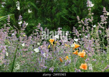 Catmint Nepeta sechs Hügel riesige Blumen in einem Garten, viele weiße Schmetterlinge auf Blumen Stockfoto