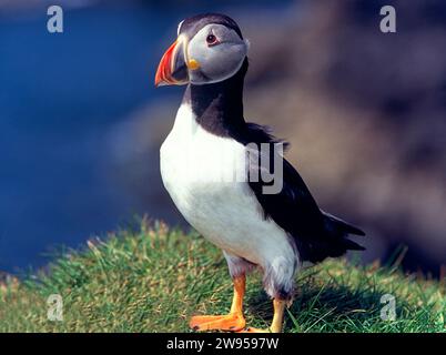 Puffin Fratercula an der Westküste Schottlands Stockfoto