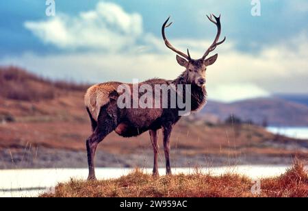 Rotwild Hirsch Cervus elaphus in der Nähe eines Loch an der Westküste Schottlands Stockfoto