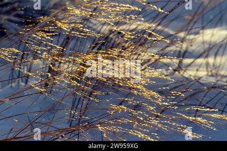 Winter und goldene Gräser in Frost und Schnee Stockfoto