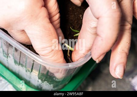 Hände eines Landwirts, der aus Samen in den Boden keimende Setzlinge in Plastikbehältern pflanzt, die Teil der Serie sind Stockfoto