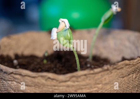 Die Zucchini-Aussaat wird nach der Keimung aus Samen in den Boden transplantiert. Der Anbau von nachhaltigem Gemüse für Veganer und Vegetarier gehört zur Serie Stockfoto