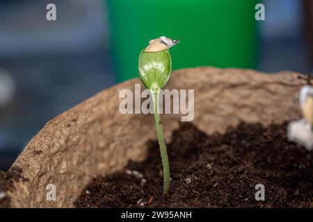 Die Zucchini-Aussaat wird nach der Keimung aus Samen in den Boden transplantiert. Der Anbau von nachhaltigem Gemüse für Veganer und Vegetarier gehört zur Serie Stockfoto