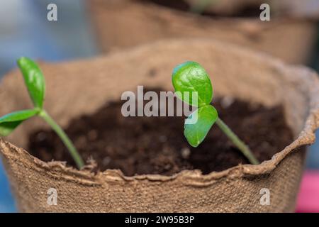 Die Zucchini-Aussaat wird nach der Keimung aus Samen in den Boden transplantiert. Der Anbau von nachhaltigem Gemüse für Veganer und Vegetarier gehört zur Serie Stockfoto