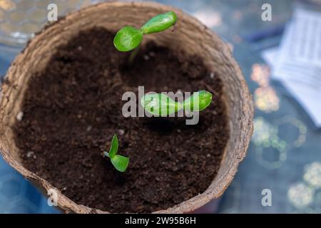 Die Zucchini-Aussaat wird nach der Keimung aus Samen in den Boden transplantiert. Der Anbau von nachhaltigem Gemüse für Veganer und Vegetarier gehört zur Serie Stockfoto