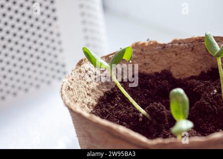 Die Zucchini-Aussaat wird nach der Keimung aus Samen in den Boden transplantiert. Der Anbau von nachhaltigem Gemüse für Veganer und Vegetarier gehört zur Serie Stockfoto