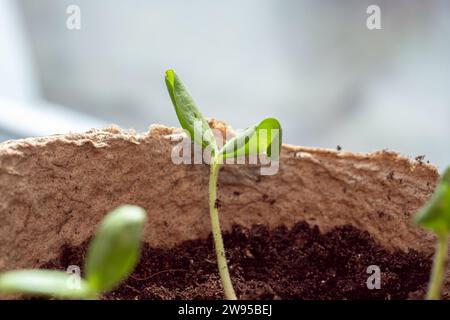 Die Zucchini-Aussaat wird nach der Keimung aus Samen in den Boden transplantiert. Der Anbau von nachhaltigem Gemüse für Veganer und Vegetarier gehört zur Serie Stockfoto