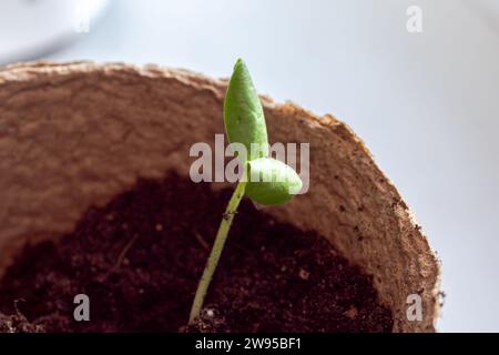 Die Zucchini-Aussaat wird nach der Keimung aus Samen in den Boden transplantiert. Der Anbau von nachhaltigem Gemüse für Veganer und Vegetarier gehört zur Serie Stockfoto