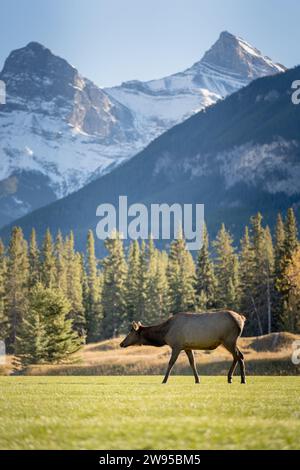 Wapiti-Weibchen auf der Suche nach Grasland. Schneebedeckte Berge im Hintergrund. Das drei-Schwestern-Trio der Gipfel, die Kanadischen Rockies. Stockfoto