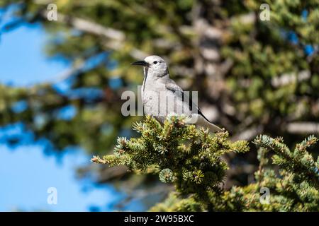 Clarks Nussknacker (Nucifraga columbiana) thront auf Tannenzweig. Banff National Park, Alberta, Kanada. Stockfoto