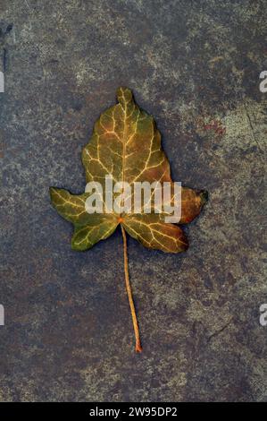 Einzelnes Blatt und Stiel von Ivy oder Hedera Helix, die sich von grün zu goldenem und braunem, auf anlaufendem Metall liegend Stockfoto