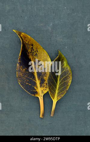 Zwei trocknende gelbe und grüne Blätter von Stechpalme oder Ilex aquifolium, die auf Leinenbaord liegen Stockfoto