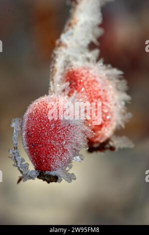 Hagebuttenfrucht der Hunderose (Rosa canina) im Winter mit Frost, Nordrhein-Westfalen, Deutschland Stockfoto