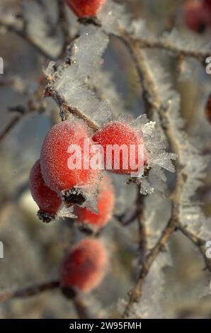 Hagebuttenfrucht der Hunderose (Rosa canina) im Winter mit Frost, Nordrhein-Westfalen, Deutschland Stockfoto