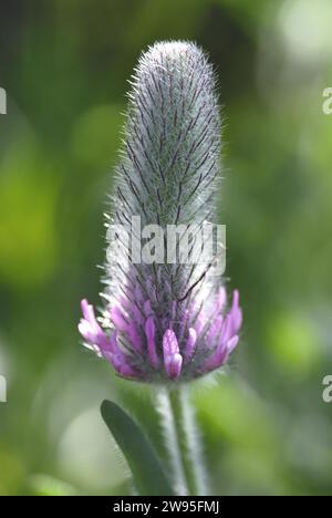 Purpurklee (Trifolium rubens) in Blütenständen, Nordrhein-Westfalen, Deutschland Stockfoto