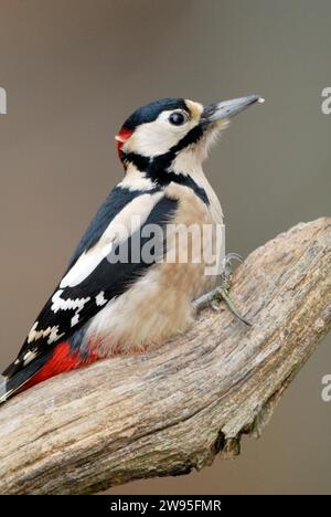 Großspecht (Dendrocopos Major), männlich, aufmerksam auf totem Holz sitzend, Nordrhein-Westfalen, Deutschland Stockfoto