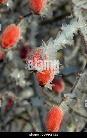 Hagebuttenfrucht der Hunderose (Rosa canina) im Winter mit Frost, Nordrhein-Westfalen, Deutschland Stockfoto