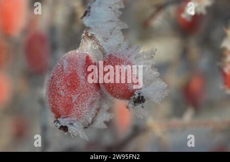 Hagebuttenfrucht der Hunderose (Rosa canina) im Winter mit Frost, Nordrhein-Westfalen, Deutschland Stockfoto