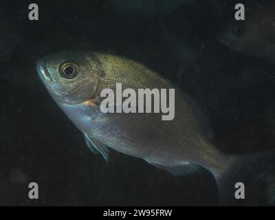 Hottentot Brasse (Pachymetopon blochii), Seebrassen, Tauchplatz False Bay, Kap der Guten Hoffnung, Kapstadt, Südafrika Stockfoto