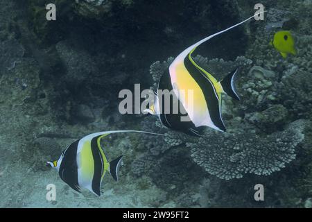 Zwei Halterfische (Zanclus cornutus), Tauchplatz im Sodwana Bay Nationalpark, Maputaland Marine Reserve, KwaZulu Natal, Südafrika Stockfoto