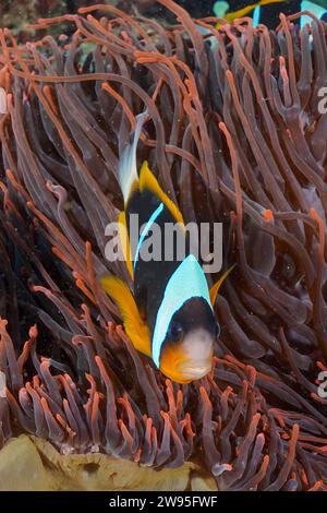 Allards Clownfisch (Amphiprion allardi) in seiner fluoreszierenden Meeresanemone, Tauchplatz Sodwana Bay National Park, Maputaland Marine Reserve, KwaZulu Stockfoto