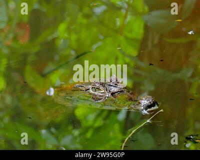 Kaiman mit Brille (Caiman crocodilus), Kaiman mit Brille, in einem Teich im La Amistad Nationalpark, Selva Bananito Lodge, Costa Rica, Mittelamerika Stockfoto