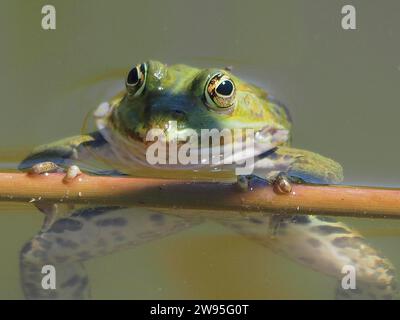 Porträt des kleinen Wasserfrosches (Pelophylax lessonae) im Wasser. Naturschutzgebiet Neeracher Ried, Neerach, Kanton Zürich, Schweiz Stockfoto