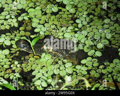 Kaiman mit Brille (Caiman crocodilus), Kaiman mit Brille, in einem Teich im La Amistad Nationalpark, Selva Bananito Lodge, Costa Rica, Mittelamerika Stockfoto