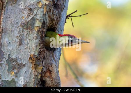 Europäischer Grünspecht (Picus viridis), der aus einer Bruthöhle blickt, Wildtiere, Deutschland Stockfoto