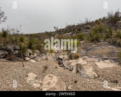 Sotol-Büsche wachsen auf Rocky Ledges in Wash entlang des Straw House Trail in Big Bend Stockfoto