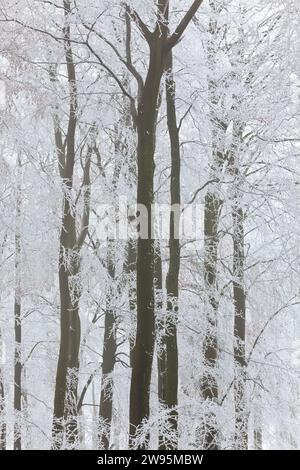 Bäume mit Schnee und Frost, in der Nähe von Wotton Under Edge, Gloucestershire, Großbritannien Stockfoto